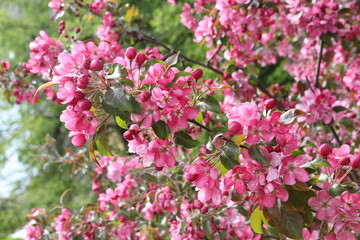 Pink flowers of blossoming apple-tree (grade 