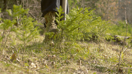 Man digging a small fir tree