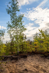 Forest landscape. Birches on the sand.