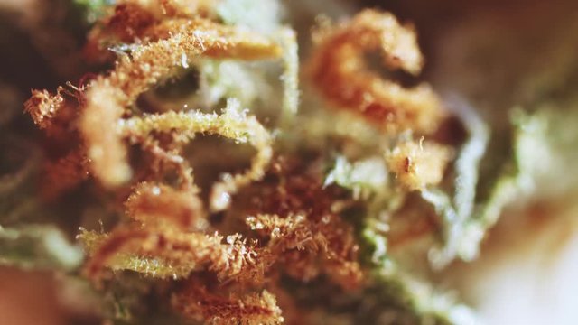 Beautiful macro shot of medical marijuana herb indica bush with trichomes. Cannabis art. Organic herbal medicine. Legalization.