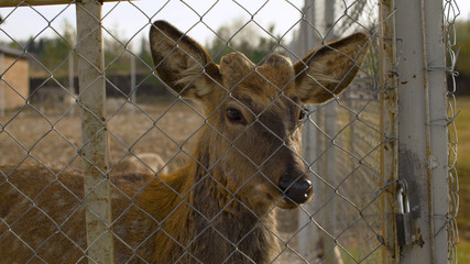 Beautiful face of a sad deer behind the fence