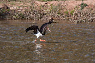 stork, bird, black, ciconia, nature, water, wildlife, beak, animal, europe, ciconia nigra, black...