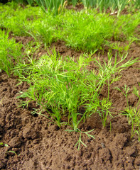 sprouting of dill sprouts on a background of a garden