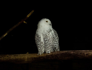 snow owl on branch