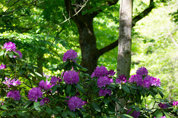 Fototapeta na wymiar Purple rhododendron