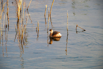 Little Grebe, Tachybaptus ruficollis, bird.