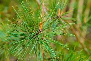 Naklejka na ściany i meble Young pine branches. A close-up.