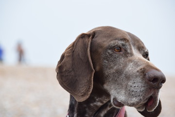 Thoughtful German Shorthaired Pointer
