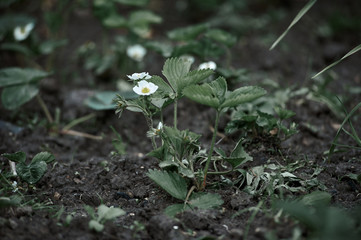 planting strawberry seedlings with hands in the ground in the garden, spring, village
