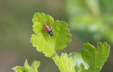 Beetle with red wings on a green leaf of gooseberry