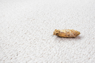 Cat poop from a cat feed raw food diet. Cat left stool 