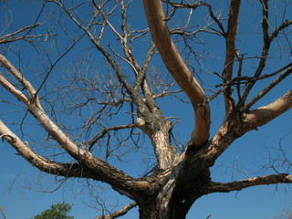 Dry thick tree amid blue sky