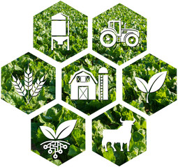  Icon of various symbols of agriculture © sissoupitch