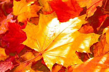 autumn landscape with bright colorful foliage. Indian summer.