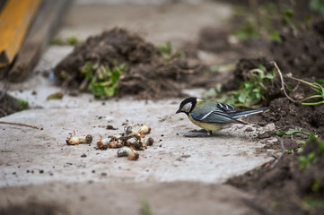 tit bird eats grubbing grub on earth, spring, village