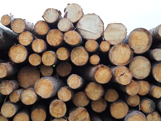 Lagerplatz - gerodete Baumstämme trocknen im Wald	