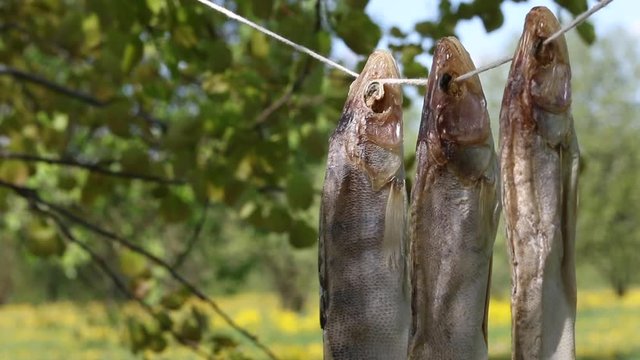Three dried zander perch hanging on a rope between the trees. Close-up shot. Processing of river fish. World Fisheries Day