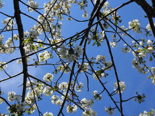 Spring blooming sakura cherry flowers branch in sunlight