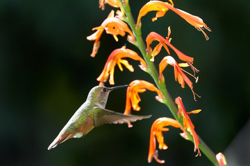 Hummingbird Flying and Feeding among Lucifer Flowers.  Green Brown and Red colors.  Different...
