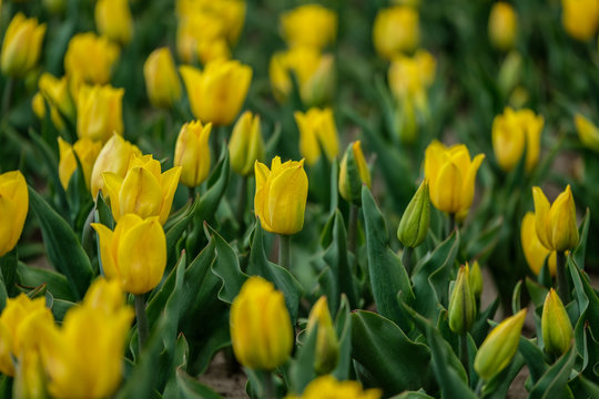 Group of yellow tulips. Selective focus. Colorful carpet of flowers. Colorful tulips photo background.