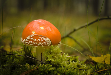 fly agaric mushroom © Jarosaw