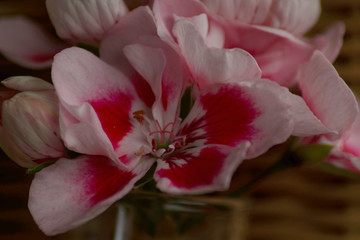 Small red flowers Pelargonium
