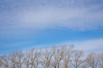 Obraz na płótnie Canvas treetops against blue sky, background for design