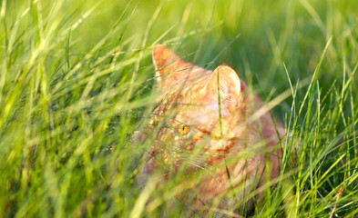 Cat in grass hiding