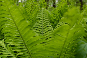 young green fern in the forest