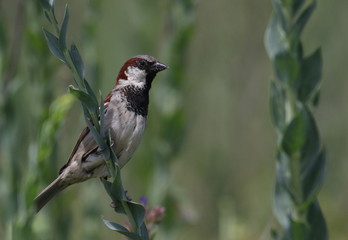 House Sparrow on branch, Passer domesticus