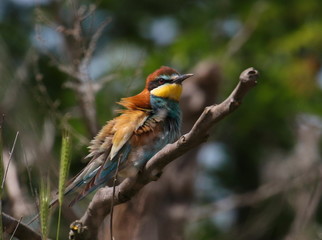 European bee-eater on branch, Merops apiaster
