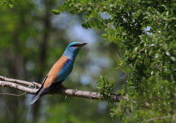 Obraz premium European Roller on branch, Coracias garrulus