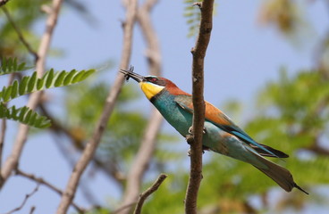 European bee-eater on branch, Merops apiaster