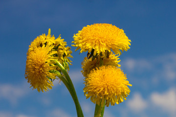 Naklejka premium Yellow flowers dandelions in spring on a blue sky background. For screensaver beautiful flowers