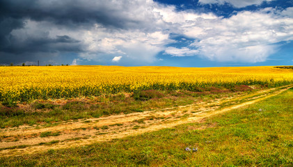 Fototapeta na wymiar Beautiful landscape with blue sky and fresh yellow agricultural field
