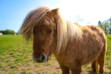 Little brown shetland pony standing in a field on a sunny day