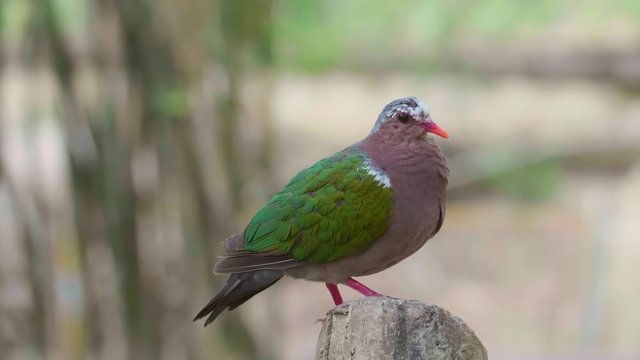 Common Emerald Dove Perching on Tree and Looking Around. Beautiful Chalcophaps Indica with Red Beak Sitting and Relax in Aviary in Thailand