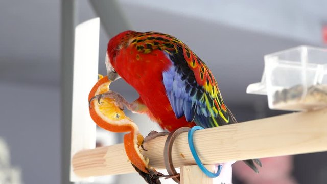 
scare rosella eating a wedge of orange