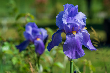 Spadoni violaceo (iris)