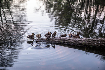 Duck with ducklings swim on the lake.