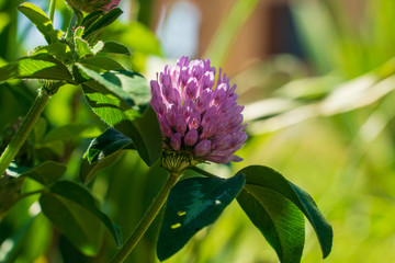 Fiore di campo