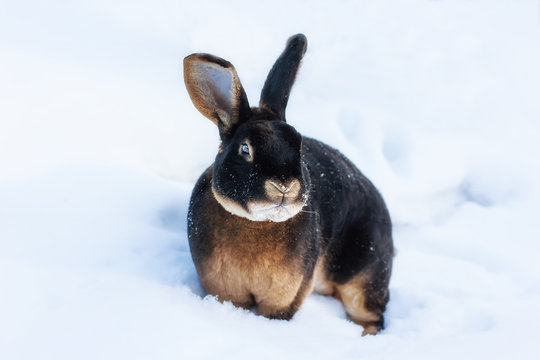Beautiful Rex rabbit in the snow