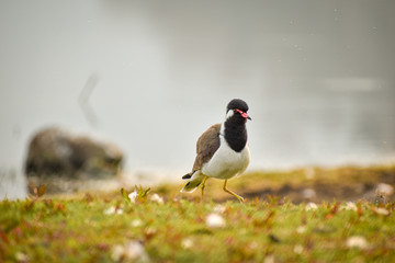 red wattled bird running on grass ground 