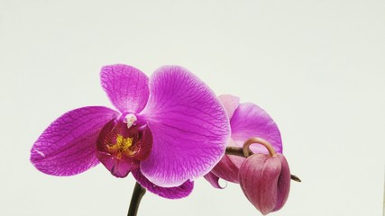 Fototapeta na wymiar Close-up Of Pink Orchid Against White Background