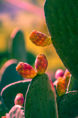 Prickly pears at Valley dei Templi, Agrigento, Sicily  © VanSky