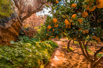 Orange trees at Valley dei Templi, Agrigento, Sicily 