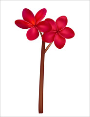 Plumeria Frangipani. Tropical flower. Branch. Red. Isolated. Exotic.