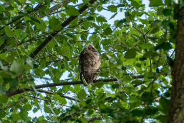 Giovane Gufo (Asio otus)
