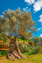 Fototapeta premium Valley dei Templi, Agrigento, Sicily 
