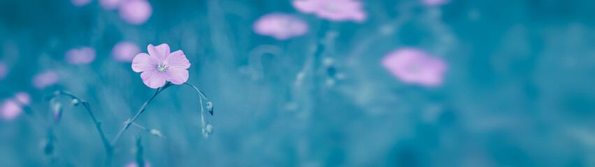 Summer background beautiful flax flowers on a blurred background web banner with copy space